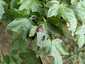 Juharlevél foltgomba (Rhytisma acerinum), Budai-hegység